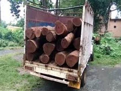 Two and a half lakh timber seized | अडीच लाखाचे लाकूड जप्त