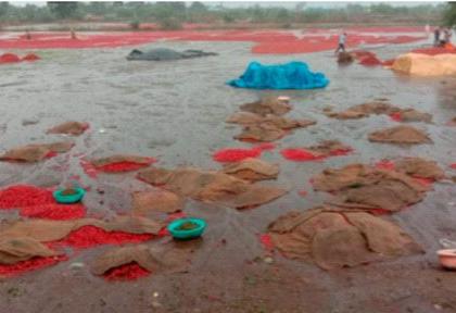 The appearance of the lake came to the chilli beds | मिरची पथारींना आले तलावाचे स्वरूप