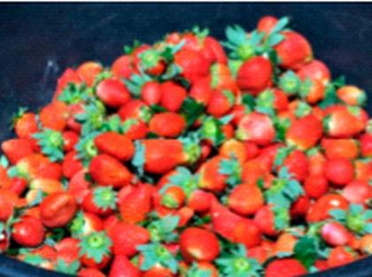 Strawberries from Satpuda went to meet the Deputy Chief Minister | सातपुड्याची स्ट्राॅबेरी निघाली उपमुख्यमंत्र्यांच्या भेटीला Strawberries from Satpuda went to meet the Deputy Chief Minister | सातपुड्याची स्ट्राॅबेरी निघाली उपमुख्यमंत्र्यांच्या भेटीला
