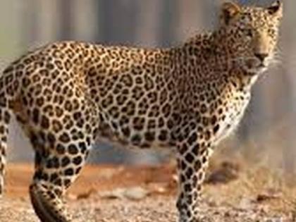 Leopard attack on seven-year-old girl at Wadi Rehabilitation | वाडी पुनवर्सन येथे सात वर्षीय बालिकेवर बिबट्याचा हल्ला Leopard attack on seven-year-old girl at Wadi Rehabilitation | वाडी पुनवर्सन येथे सात वर्षीय बालिकेवर बिबट्याचा हल्ला