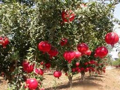 One crore grant for orchards | फळ बागांसाठी एक कोटींचे अनुदान One crore grant for orchards | फळ बागांसाठी एक कोटींचे अनुदान