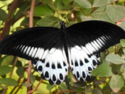 A world of colorful butterflies at the foot of Satpuda | सातपुड्याच्या पायथ्याशी रंगीबेरंगी फुलपाखरांची दुनिया