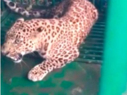 The leopard that roams free during the day is finally captured | दिवसा ढवळ्या मुक्त संचार करणारा बिबट्या अखेर जेरबंद