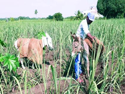 Donkeys are getting help for farming! | आता शेतीकामासाठी बळीराजा घेतोय गाढवाची मदत !