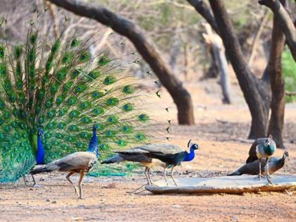  Elephant blossom peacock dead by river | हत्ती नदीकाठी उष्मघाताने मोर मृत