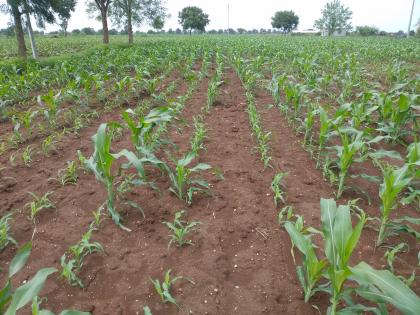 Life saving to crops in Rajapur area | राजापूर परिसरातील पिकांना जीवदान