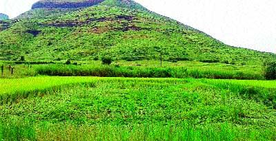 Lack of rain on the rice crop | भातपिकावर परतीच्या पावसाचे संकट