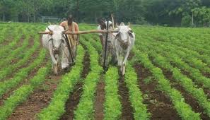 The kharif season begins with sowing | खरीप हंगामातील पिके सोंगणीस सुरु वात