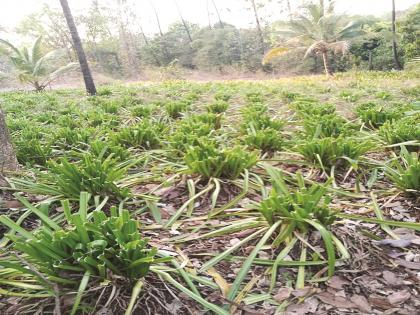 In Sindhudurga along with saffron in Devasu major damage was done to lilies by gaur | सिंधुदुर्गातील केसरीसह देवसू येथे गव्यांनी लीलीची फुलशेती केली फस्त, शेतकऱ्यांचे मोठे नुकसान