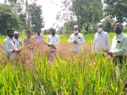 Paddy cultivation in danger in the eastern part of Igatpuri | इगतपुरीच्या पूर्व भागात भातशेती धोक्यात