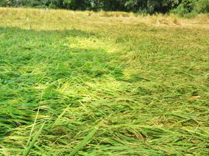 Repeat rains crop groundnut | परतीच्या पावसाने पिके भुईसपाट