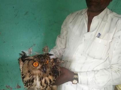 Ten cortex surgery on the rare wounded owl Lives found in the wild in the woods | दुर्मीळ जखमी घुबडावर दहा टाक्यांची शस्त्रक्रिया. वाईतील प्राणीमित्रांमुळे मिळाले जीवदान