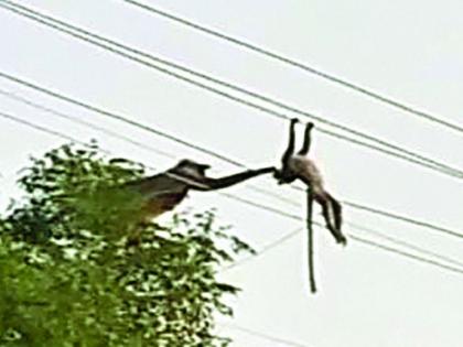 The monkey's struggle to save the baby monkey was in vain | पिल्लाला वाचविण्यासाठी माकडाची धडपड ठरली निष्फळ