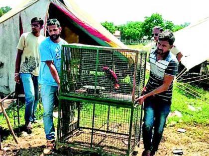 Animals from Amravati have been admitted to Karuna Ashram of Wardha | अमरावतीमधील प्राणी वर्ध्याच्या करूणाश्रमात दाखल