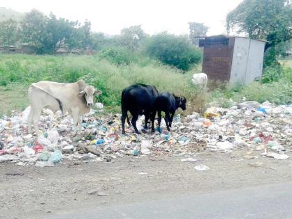 The creature of the cattle taking plastic | प्लास्टिक घेतेय गुरांचा जीव