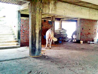 Horse stables in the half-house of the municipality | पालिकेच्या अर्धवट सभागृहात घोड्यांचा तबेला