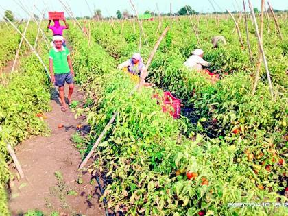 547 farmers take vegetable production | ५४७ शेतकरी घेतात भाजीपाल्याचे उत्पादन