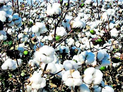 Impact of Cotton by the import duty | आयात शुल्कवाढीत कापसाला सापत्न वागणूक