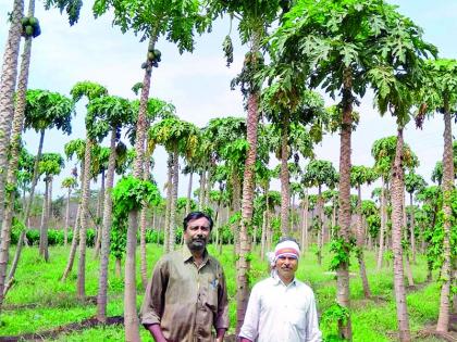 Lakhpati to a smallholder farmer made by Gavaran Papaya | गावरान पपईने बनविले अल्पभूधारक शेतकऱ्यास लखपती Lakhpati to a smallholder farmer made by Gavaran Papaya | गावरान पपईने बनविले अल्पभूधारक शेतकऱ्यास लखपती