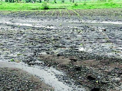 Hundreds of hectares of irrigated farm under irrigated rain | संततधार पावसाने शेकडो हेक्टर शेती पाण्याखाली