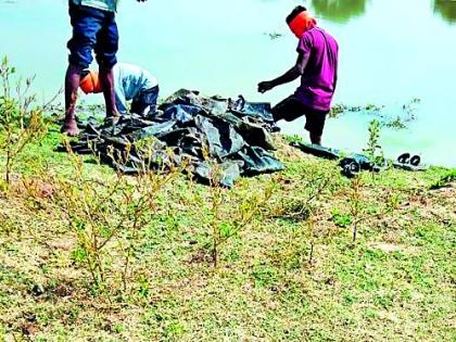 Resurrecting of dissolved seedlings in Shirpur | शिरपूरमध्ये विसर्जित रोपांचे पुन्हा रोपण