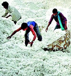  Looters of farmers buying cotton | कापूस खरेदीत शेतकºयांची लूट