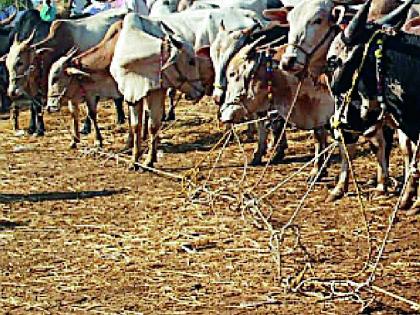 The farmers took the bullocks away | शेतकऱ्यांनी बैलजोडी काढली विक्रीला