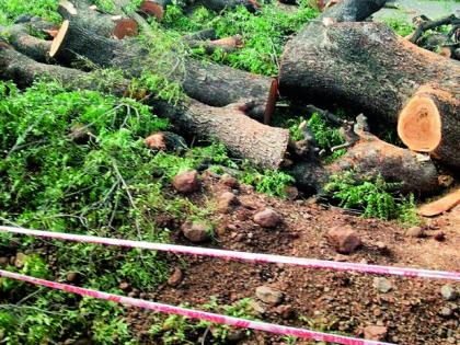 Slaughter of two and a half thousand trees | अडीच हजार वृक्षांची कत्तल