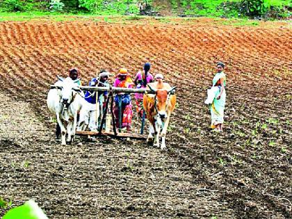 Heavy rains start sowing | दमदार पावसाने पेरणी सुरू