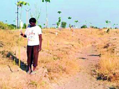 Planting thousands of salines live | सलाईनने जगविली हजारो रोपटी