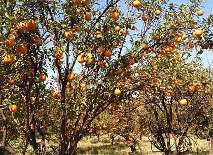 On the orange tree due to falling prices | नागपूर जिल्ह्यात भाव काेसळल्याने संत्री झाडावरच; विकण्यापेक्षा फेकणे मंजूर