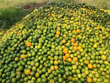 Orange growers in Vidarbha on the verge of becoming indebted; Price 10 to 15 rupees per kg | विदर्भातील संत्रा उत्पादक कर्जबाजारी होण्याच्या मार्गावर; भाव १० ते १५ रुपये किलो Orange growers in Vidarbha on the verge of becoming indebted; Price 10 to 15 rupees per kg | विदर्भातील संत्रा उत्पादक कर्जबाजारी होण्याच्या मार्गावर; भाव १० ते १५ रुपये किलो