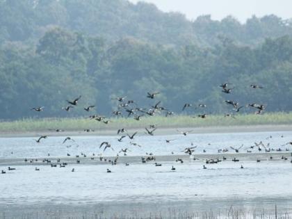 foreign visitors on Navegaonbandh lake in Gondia district | गोंदिया जिल्ह्यातील नवेगावबांध तलावावर परदेशी पाहुण्यांची मांदियाळी 