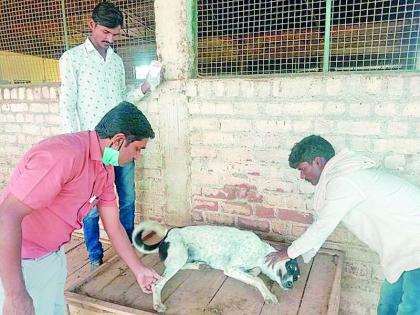 Pyro virus disease in dogs in many districts of the state | राज्यातील अनेक जिल्ह्यांमध्ये कुत्र्यांवर पायरो व्हायरस आजार