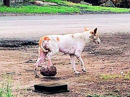 The dog was carrying a weight of three kilos ... then humanity came running ..treated by doctors . |  तीन किलो ट्यूमरचे वजन घेऊन चालत होता तो कुत्रा... मग माणुसकी धावून आली...