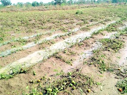 Vidarbha hit by unseasonal rains; Major damage to rabi crops including oranges, citrus, vegetables | विदर्भाला अवकाळी पावसाचा फटका; संत्रा, मोसंबी, भाजीपाल्यासह रब्बी पिकांचे मोठे नुकसान