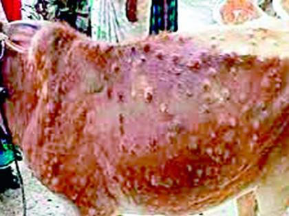 Lumpy skin disease mortality rate reached 2.40 percent in the district | जिल्ह्यात लम्पी चर्मरोगाचा मृत्युदर पोहोचला 2.40 टक्क्यांवर