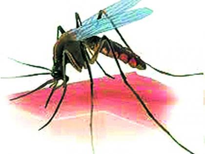 Be careful! 48 dengue patients registered in Kavet district | सावधान! डेंग्यू घेतोय कवेत जिल्ह्यात 48 रुग्णांची नोंद