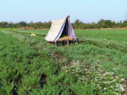 Farmers creates new ideas to save crop | बुजगावण्यानेही बदलले आपले रुपडे; पीक वाचवण्यासाठी शेतकऱ्यांच्या नवनव्या क्लृप्त्या