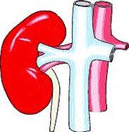  The risk of accidental kidney disorders | आकस्मिक किडनी विकाराचा धोका