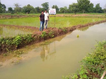 Fishery farmed in paddy crop at Gadchiroli | गडचिरोली येथे धान पिकात केली मत्स्य शेती