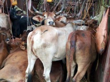 35 cattle suffocated to death in vehicle | नागपूर जिल्ह्यात चारापाणी न मिळाल्याने ३५ गुरांचा वाहनात गुदमरून मृत्यू