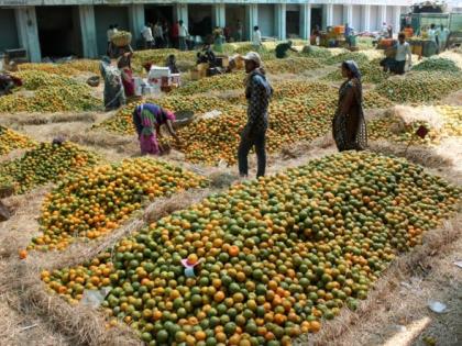 Oranges of Nagpur are asked now in Dubai after Bangladesh and Sri Lanka | नागपुरी संत्री बांगलादेश आणि श्रीलंकेनंतर आता दुबईतही