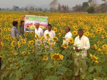 Sunflower cultivated instead of traditional farming in Gadchiroli | गडचिरोलीत पारंपरिक शेतीला फाटा देत पिकवले सुर्यफूल