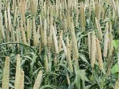 The fourth varieties developed by the bajra research center | बाजरी संशोधन केंद्राने केले चौथे वाण विकसीत