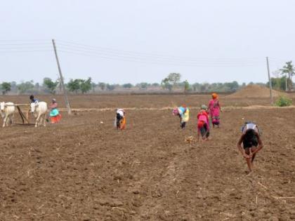 Only 24 percent sowing of kharif in the state | राज्यात केवळ २४ टक्के खरिपाच्या पेरण्या