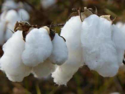 White gold turned black; In the Amravati district, two cotton farms - Ulangwadi | पांढरे सोने झाले काळे; अमरावती जिल्ह्यात दोन वेच्यातच कापसाची उलंगवाडी