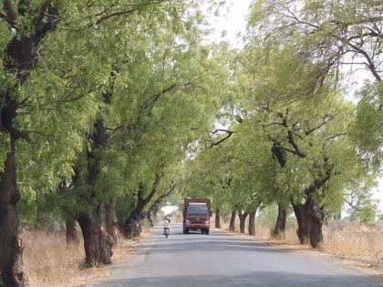 Slaughter of thousands of trees for road width! | रस्ता रुंदीकरणासाठी होणार हजारो वृक्षांची कत्तल!