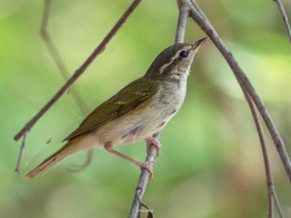 ‘Pale leg of warbler’ found in Amravati; The first entry on the mainland after Andaman-Nicobar | अमरावतीत आढळला ‘फिकट पायाचा पर्ण वटवट्या’; अंदमान-निकोबारनंतर देशाच्या मुख्य भूमीवरील पहिली नोंद