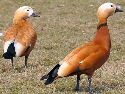 Migratory birds arrive at Gondvihir Lake in Achalpur | स्थलांतरित पक्षी अचलपूरच्या गोंडविहीर तलावावर दाखल 